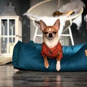 SOFA MAGNETIC CARE ALBASTRU MARIN VETEXPERT MARIMEA M 50 X 40 CM