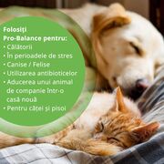 PRO BALANCE PROBIOTIC CAINI SI PISICI - 30 TABLETE MASTICABILE