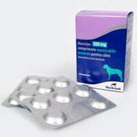 NOROCLAV 500 MG - 5 TABLETE MASTICABILE