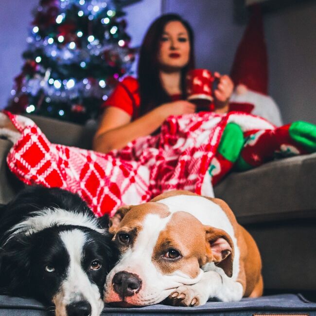 SALTEA MAGNETIC CARE,TURCOAZ VETEXPERT MARIMEA S, 65 X55 CM