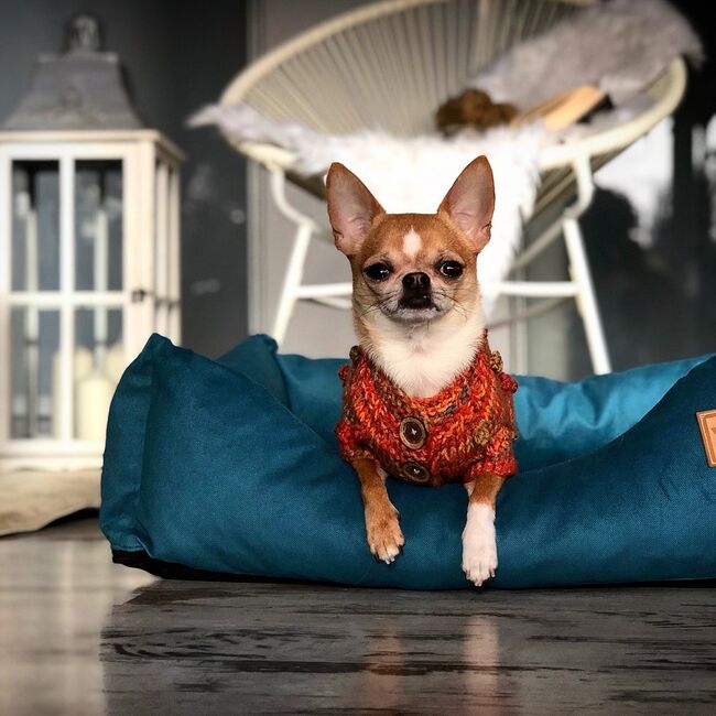 SOFA MAGNETIC CARE ALBASTRU MARIN VETEXPERT MARIMEA XL 75 X 55 CM