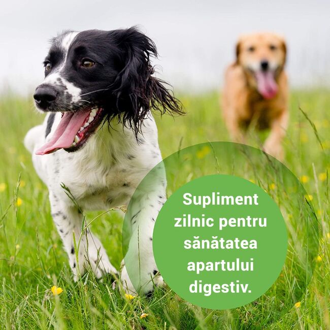 PRO BALANCE PROBIOTIC CAINI SI PISICI - 30 TABLETE MASTICABILE